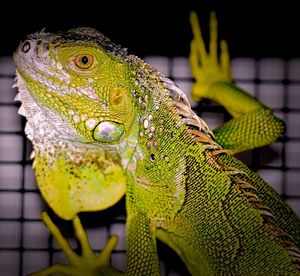 Close-up of lizard