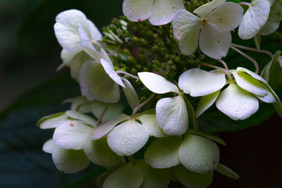 Close-up of white flowers blooming in park