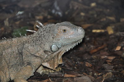 Close-up of lizard on land