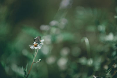 Close-up of white butterfly on flowering plant