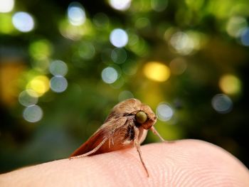 Close-up of buterfly