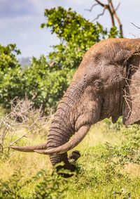 Side view of elephant on field