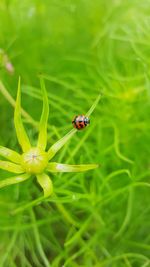 Close-up of ladybug on leaf