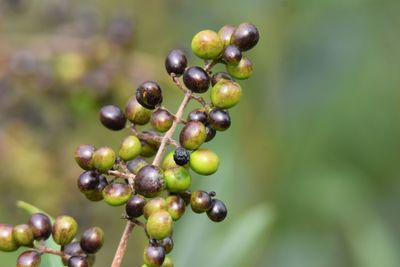 Close-up of berries growing on plant