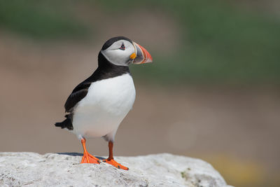 Close-up of bird perching on rock