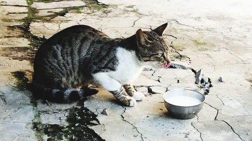 High angle view of a cat looking away