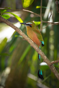 Close-up of bird perching on branch