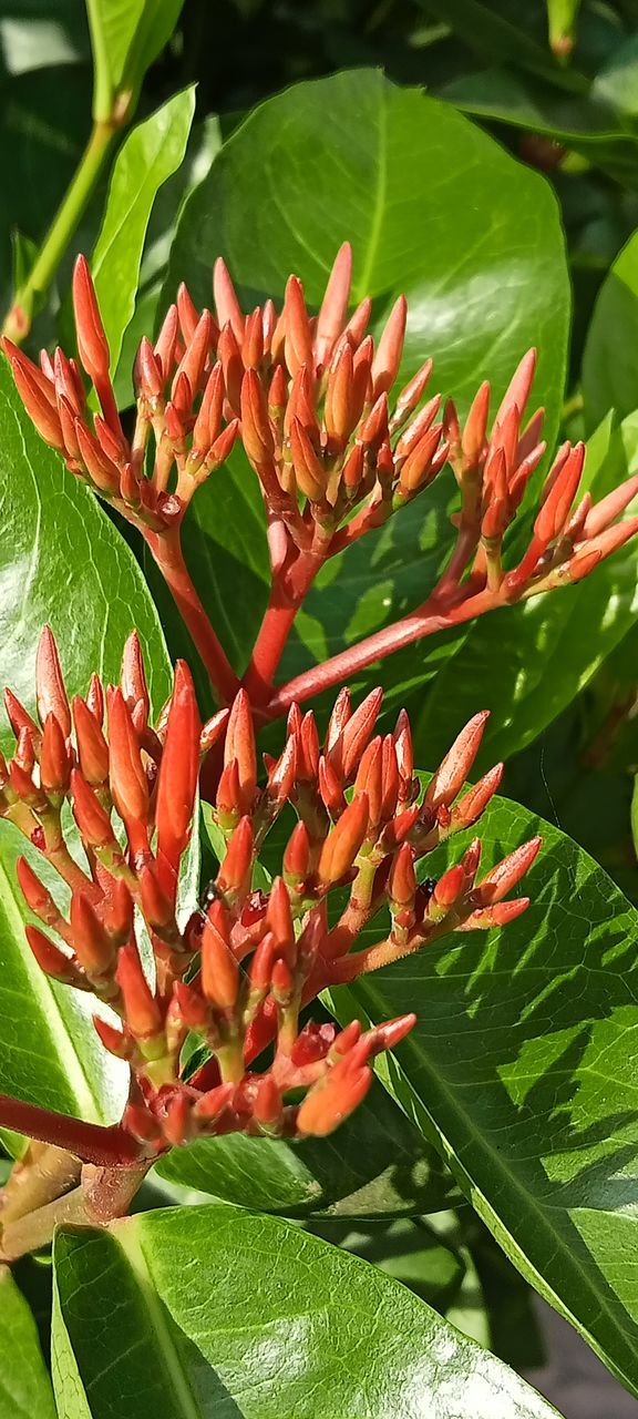 leaf, plant part, plant, growth, flower, beauty in nature, flowering plant, nature, green, shrub, close-up, freshness, tree, no people, red, fragility, day, petal, outdoors, heliconia, botany, flower head, inflorescence, sunlight