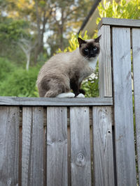 Portrait of cat by fence