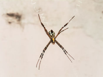 Close-up of spider