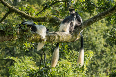 View of sitting on tree in forest