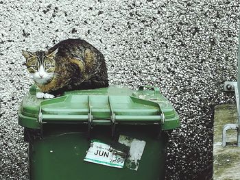 Close-up of cat sitting outdoors