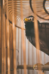 Close-up of eagle in cage at zoo