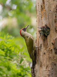 Close-up of bird perching on tree trunk