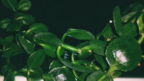 Close-up of plants at night