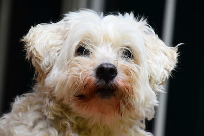 Close-up portrait of dog