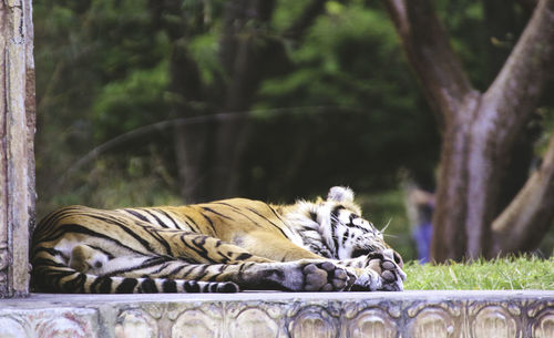 Tiger sleeping at zoo