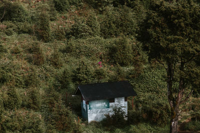 Trees and plants growing outside house in forest