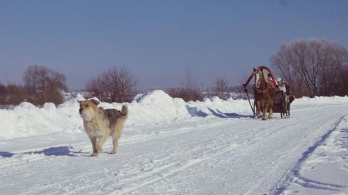 Dog on snow field against clear sky