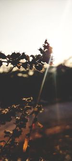 Close-up of plants against sky during sunset