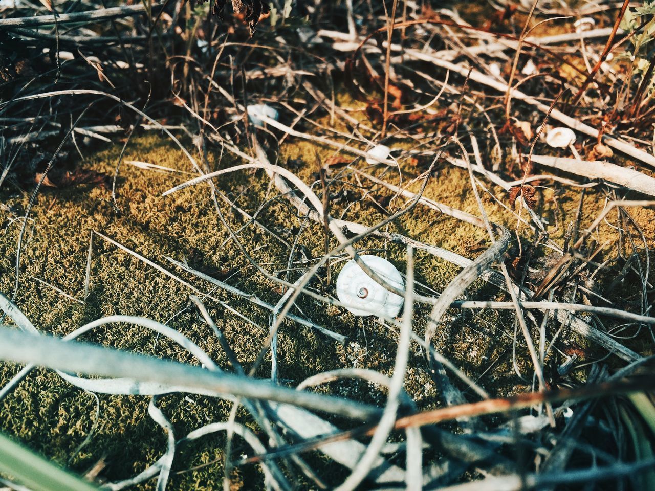 high angle view, field, dry, close-up, metal, plant, day, outdoors, no people, nature, growth, grass, leaf, selective focus, backgrounds, focus on foreground, dirt, full frame, abundance, messy