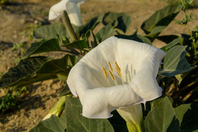Close-up of white flowering plant