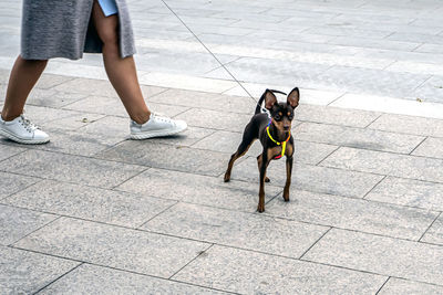 Small chihuahua dog walks on a leash in the pedestrian zone of the city