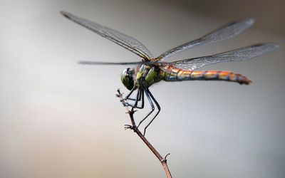 Close-up of damselfly perching on leaf