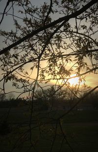 Silhouette trees on field against sky at sunset