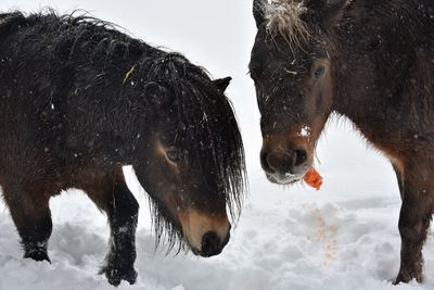 View of two horses in snow