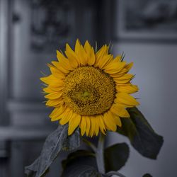 Close-up of sunflower