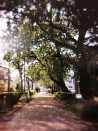 Narrow pathway along trees