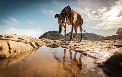 Dog on land by puddle against sky