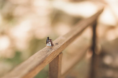 High angle view of butterfly on railing