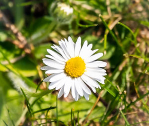 Close-up of white daisy flower