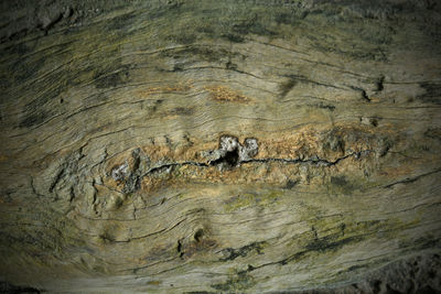 Full frame shot of tree trunk