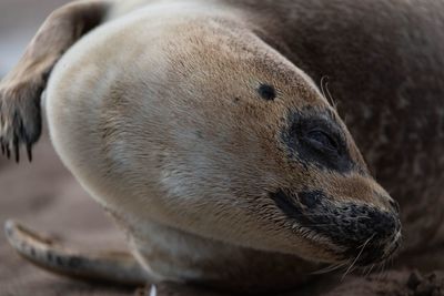 Close-up of seal sleeping