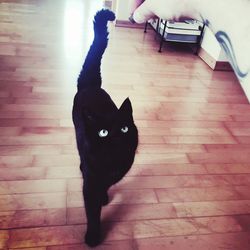 High angle view of cat sitting on floor