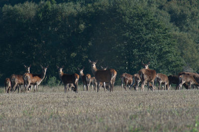 Side view of deer on landscape