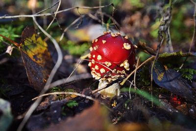 Close-up of fly agaric mushroom growing on field