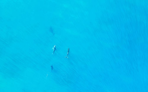 High angle view of whales in sea