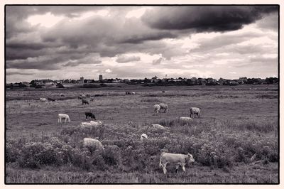 Cows grazing on field against sky