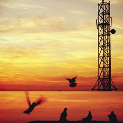 Silhouette bird flying against orange sky