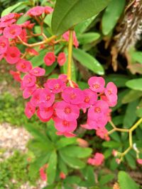 Close-up of pink flowering plant