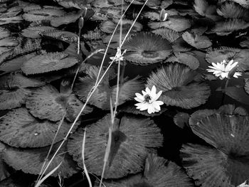 Full frame shot of plants