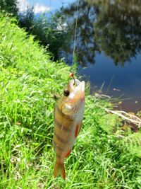 View of fish hanging from plant