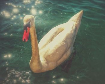 Ducks swimming in water