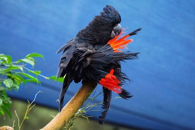 Low angle view of bird perching on a branch