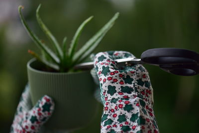 Close-up of hand holding potted plant