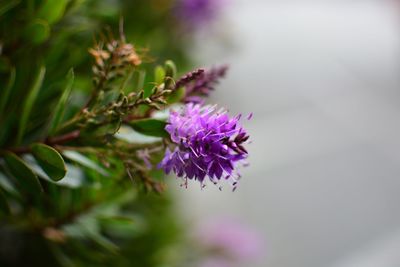 Close-up of purple flowers blooming outdoors